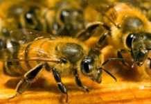 Manifestations à Conakry : après les Donzos, le Rpg parle des abeilles qui vont mater les opposants