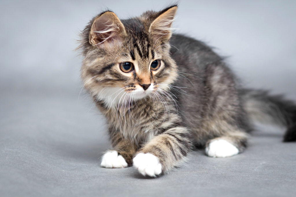 Un chat testé positif au coronavirus en France