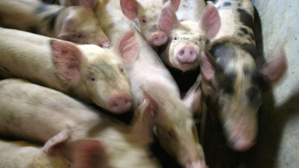 DÉCOUVERTE EN CHINE D’UN VIRUS DE GRIPPE PORCINE PROPICE À UNE FUTURE PANDÉMIE